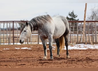 Draft Horse, Gelding, 8 years, 14,3 hh, Grey