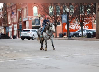 Draft Horse, Gelding, 8 years, 14,3 hh, Grey