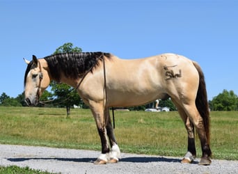Draft Horse, Gelding, 8 years, 15.2 hh, Buckskin