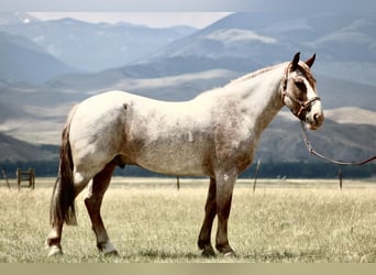 Draft Horse Mix, Gelding, 8 years, 15.2 hh, Roan-Red