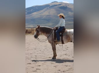 Draft Horse Mix, Gelding, 8 years, 15.2 hh, Roan-Red