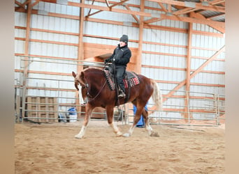 Draft Horse, Gelding, 8 years, 15,2 hh, Sorrel