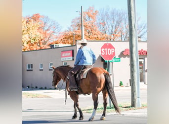 Draft Horse Mix, Gelding, 8 years, 15,3 hh, Bay