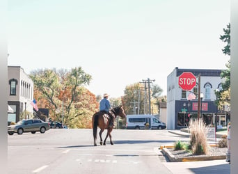 Draft Horse Mix, Gelding, 8 years, 15,3 hh, Bay