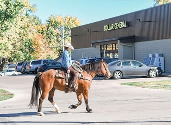 Draft Horse Mix, Gelding, 8 years, 15,3 hh, Bay