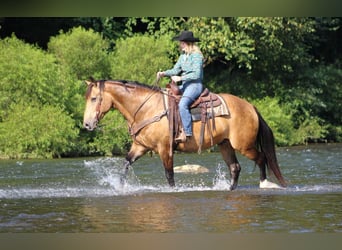 Draft Horse, Gelding, 8 years, 15.3 hh, Buckskin