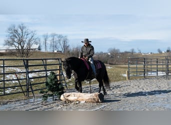 Draft Horse Mix, Gelding, 8 years, 15.3 hh, Roan-Blue