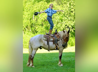 Draft Horse, Gelding, 8 years, 15,3 hh, Roan-Red