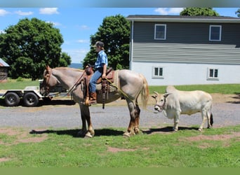 Draft Horse, Gelding, 8 years, 15,3 hh, Roan-Red