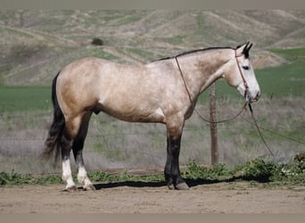 Draft Horse, Gelding, 8 years, 15 hh, Grey