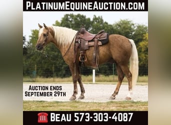 Draft Horse, Gelding, 8 years, 15 hh, Palomino