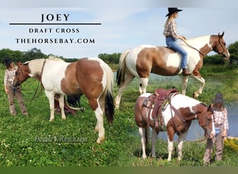 Draft Horse Mix, Gelding, 8 years, 15 hh, Roan-Bay