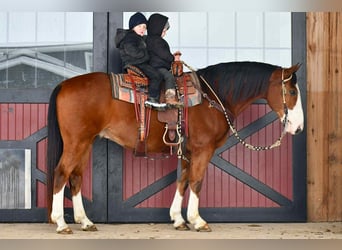Draft Horse Mix, Gelding, 8 years, 15,1 hh, Bay