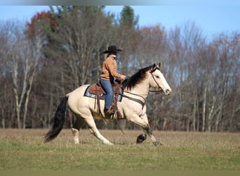Draft Horse Mix, Gelding, 8 years, 15,2 hh, Buckskin