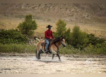 Draft Horse Mix, Gelding, 8 years, 15,2 hh, Buckskin