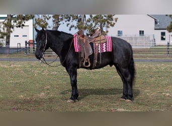 Draft Horse Mix, Gelding, 8 years, 15,3 hh, Roan-Blue