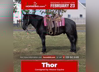 Draft Horse Mix, Gelding, 8 years, 15,3 hh, Roan-Blue