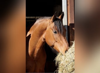Draft Horse Mix, Gelding, 8 years, 16.1 hh, Bay-Dark