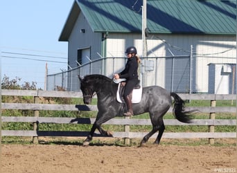 Draft Horse, Gelding, 8 years, 16.1 hh, Roan-Blue