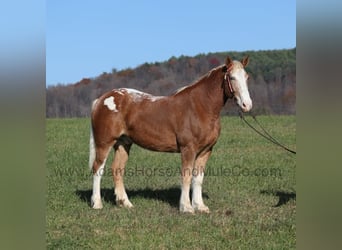 Draft Horse, Gelding, 8 years, 16.2 hh, Sorrel