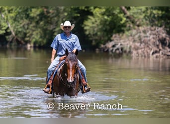 Draft Horse, Gelding, 8 years, 16.2 hh, Tobiano-all-colors