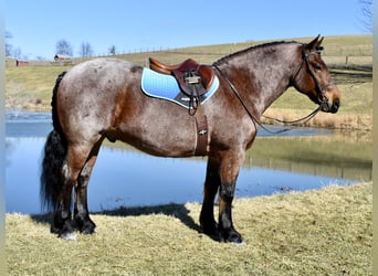 Draft Horse Mix, Gelding, 8 years, 16.3 hh, Roan-Bay