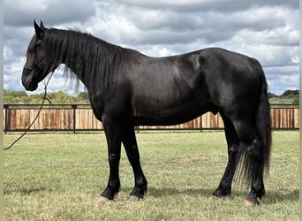 Draft Horse, Gelding, 8 years, 16 hh, Black