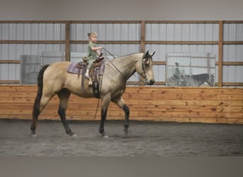 Draft Horse Mix, Gelding, 8 years, 16 hh, Buckskin