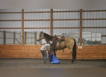Draft Horse Mix, Gelding, 8 years, 16 hh, Buckskin