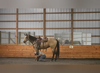 Draft Horse Mix, Gelding, 8 years, 16 hh, Buckskin