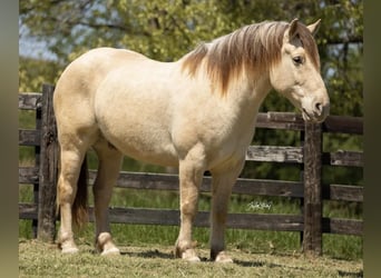 Draft Horse Mix, Gelding, 8 years, 16 hh, Champagne