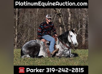 Draft Horse, Gelding, 8 years, 16 hh, Gray-Dapple