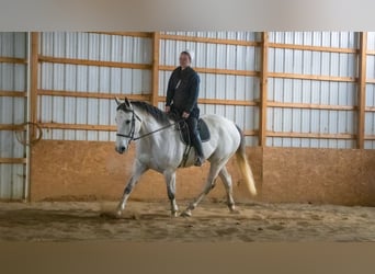 Draft Horse Mix, Gelding, 8 years, 16 hh, Gray
