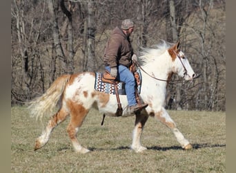Draft Horse, Gelding, 8 years, 16 hh, Overo-all-colors