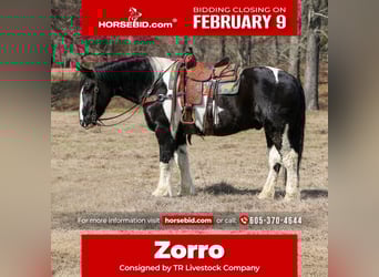 Draft Horse Mix, Gelding, 8 years, 16 hh, Pinto