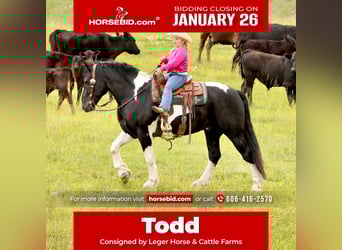 Draft Horse Mix, Gelding, 8 years, 16 hh, Pinto