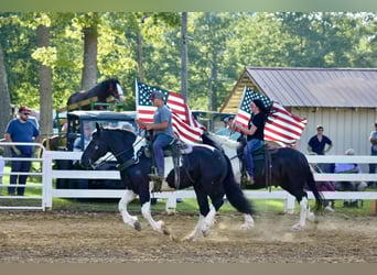 Draft Horse Mix, Gelding, 8 years, 16 hh, Pinto