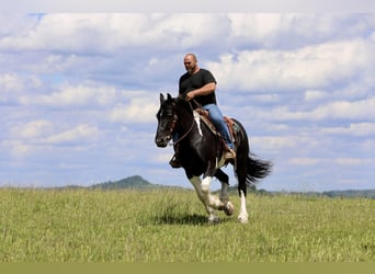 Draft Horse Mix, Gelding, 8 years, 16 hh, Pinto