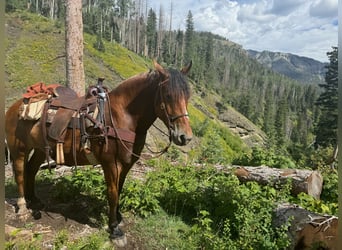 Draft Horse Mix, Gelding, 8 years, 16 hh, Roan-Bay