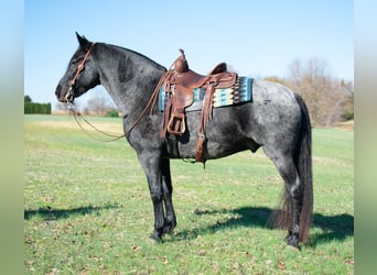 Draft Horse Mix, Gelding, 8 years, 16 hh, Roan-Blue