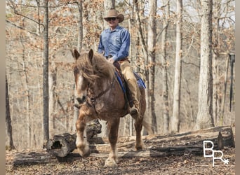 Draft Horse, Gelding, 8 years, 16 hh, Roan-Red