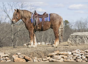 Draft Horse, Gelding, 8 years, 16 hh, Roan-Red