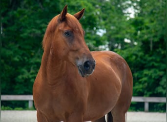 Draft Horse Mix, Gelding, 8 years, 16 hh, Sorrel