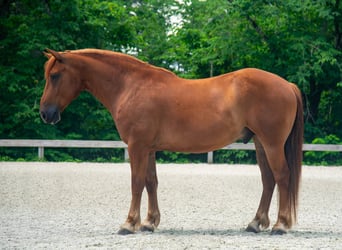 Draft Horse Mix, Gelding, 8 years, 16 hh, Sorrel