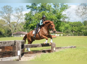 Draft Horse Mix, Gelding, 8 years, 16 hh, Sorrel