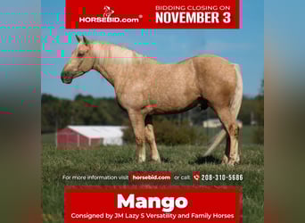 Draft Horse Mix, Gelding, 8 years, 16,2 hh, Palomino