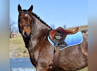 Draft Horse Mix, Gelding, 8 years, 16,3 hh, Roan-Bay