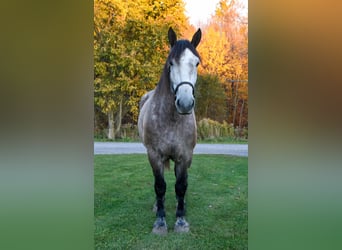 Draft Horse, Gelding, 8 years, 17.3 hh, Grey