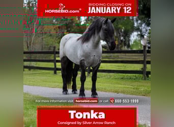 Draft Horse Mix, Gelding, 8 years, 17 hh, Roan-Blue