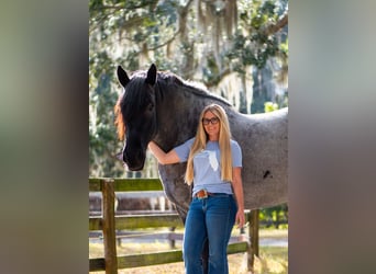 Draft Horse Mix, Gelding, 8 years, 17 hh